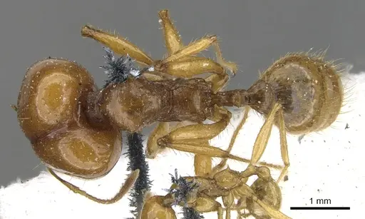 Pheidole auropilosa - CASENT0901565