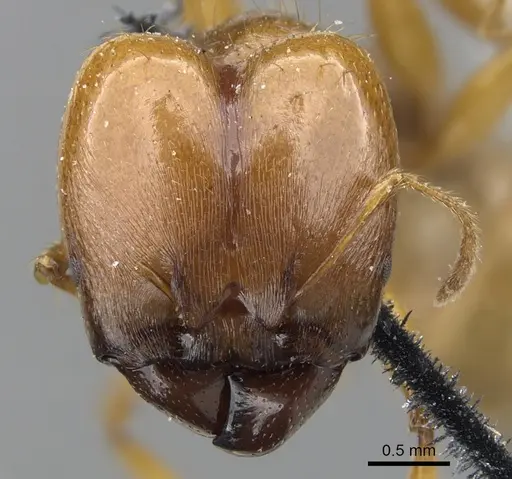 Pheidole auropilosa - CASENT0901565