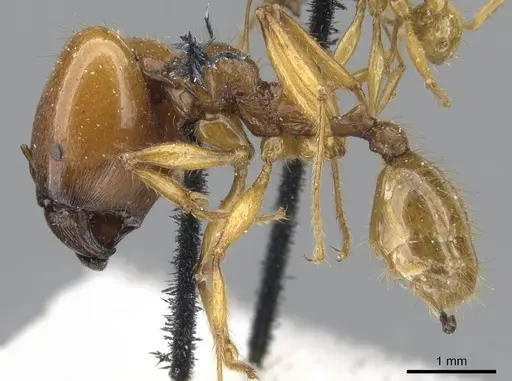 Pheidole auropilosa - CASENT0901565