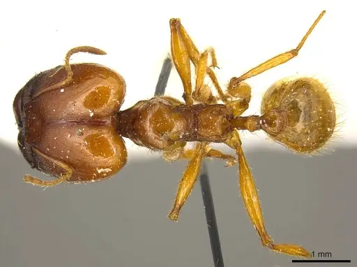 Pheidole auropilosa - CASENT0916049