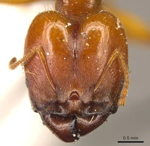 Pheidole auropilosa - CASENT0916049