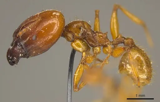Pheidole auropilosa - CASENT0916049