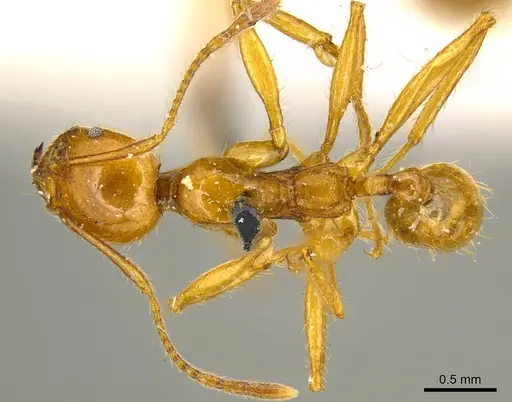 Pheidole auropilosa - CASENT0919752