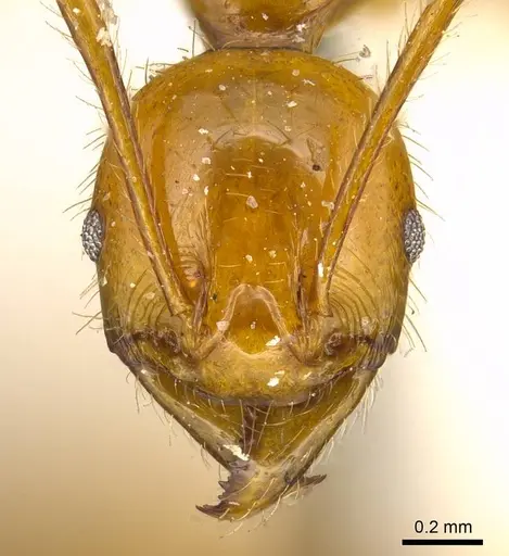 Pheidole auropilosa - CASENT0919752
