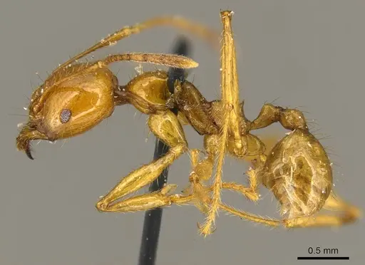 Pheidole auropilosa - CASENT0919752