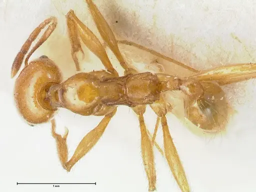 Pheidole auropilosa - FOCOL1544