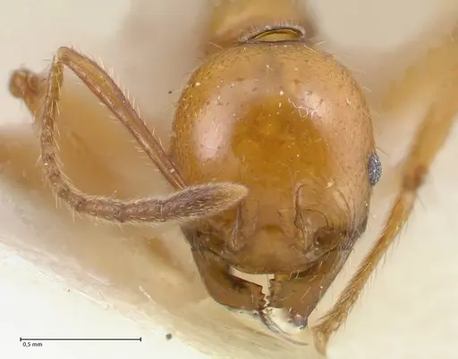 Pheidole auropilosa - FOCOL1544