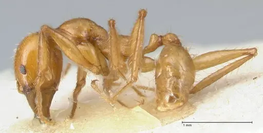 Pheidole auropilosa - FOCOL1544