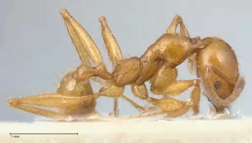 Pheidole auropilosa - FOCOL1544