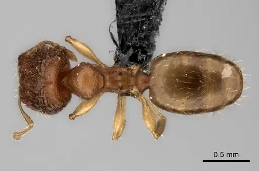 Pheidole avaratra specimen