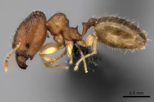Pheidole avaratra specimen