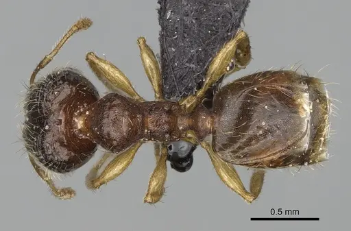 Pheidole avaratra - CASENT0107719