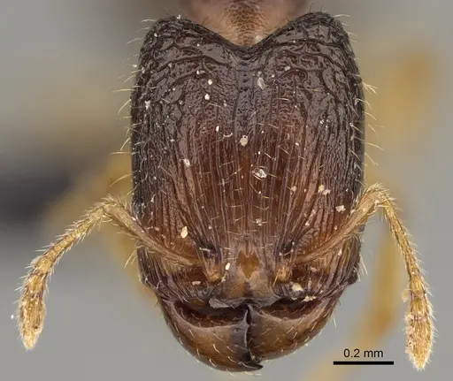 Pheidole avaratra - CASENT0107719