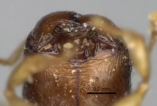 Pheidole avaratra - CASENT0107719