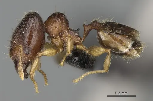 Pheidole avaratra - CASENT0107719