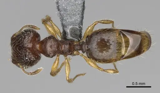 Pheidole avaratra - CASENT0303182