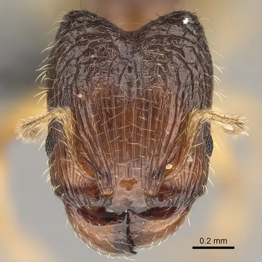 Pheidole avaratra - CASENT0303182