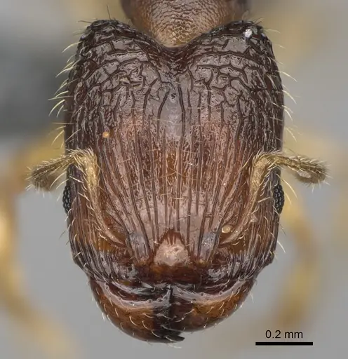 Pheidole avaratra - CASENT0303182