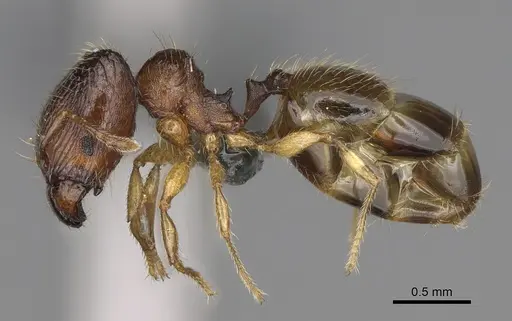 Pheidole avaratra - CASENT0303182