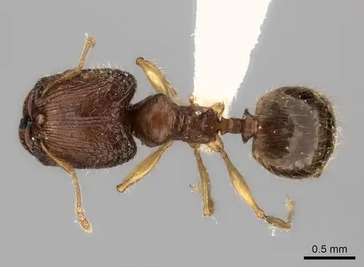 Pheidole avaratra - CASENT0406688