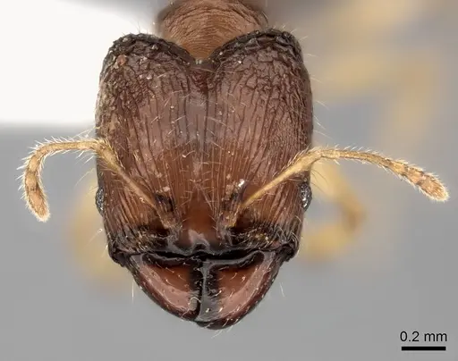 Pheidole avaratra - CASENT0406688