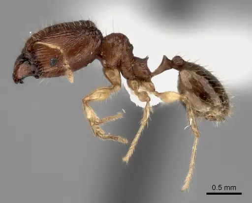 Pheidole avaratra - CASENT0406688