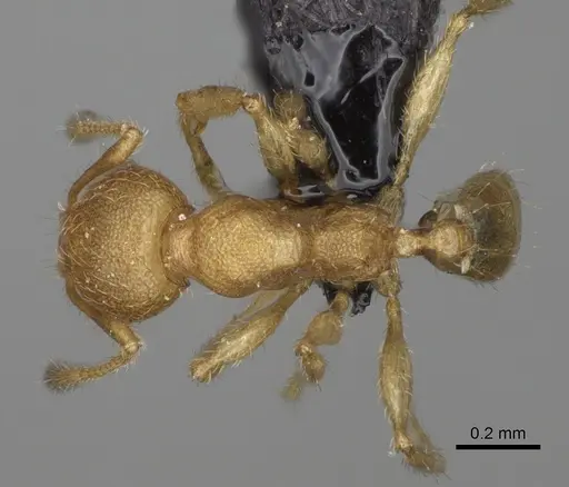 Pheidole avaratra - CASENT0923184