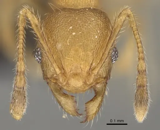 Pheidole avaratra - CASENT0923184