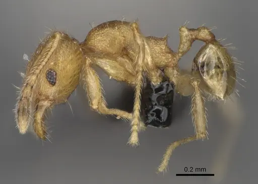Pheidole avaratra - CASENT0923184