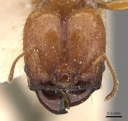 Pheidole avia specimen