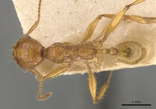 Pheidole avia - CASENT0908175