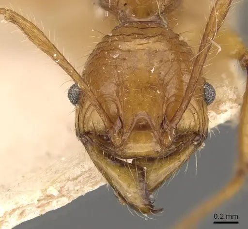 Pheidole avia - CASENT0908175