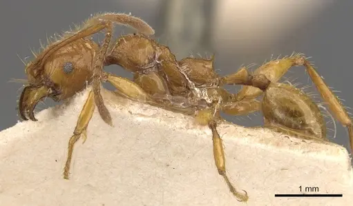 Pheidole avia - CASENT0908175