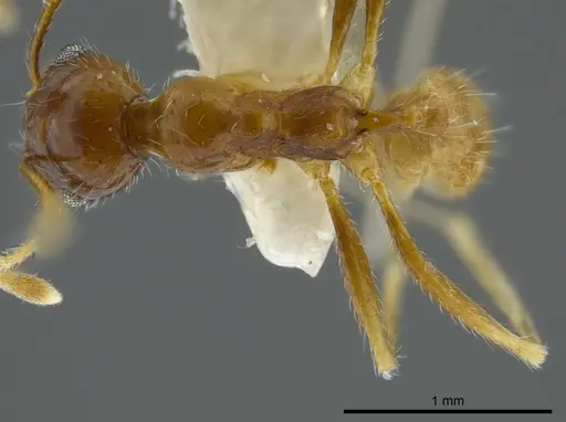 Pheidole azteca specimen