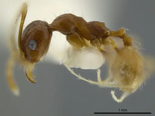 Pheidole azteca specimen