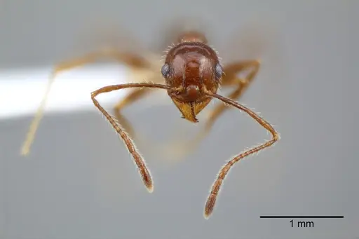 Pheidole azteca - CASENT0649707