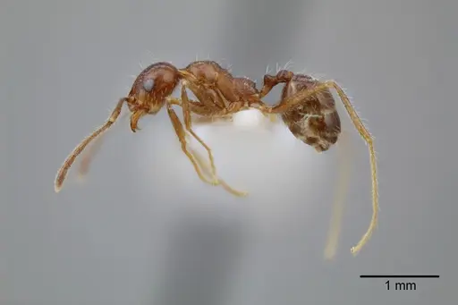 Pheidole azteca - CASENT0649707