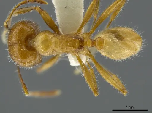 Pheidole azteca - JTLC000016325