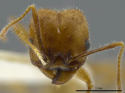 Pheidole azteca - JTLC000016325