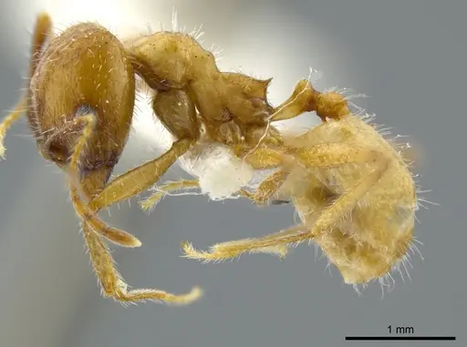 Pheidole azteca - JTLC000016325