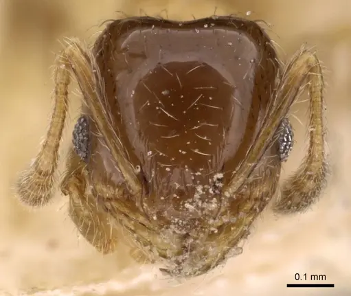 Pheidole bahai specimen
