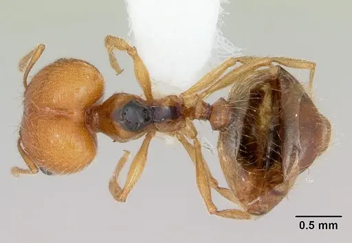 Pheidole bajaensis specimen