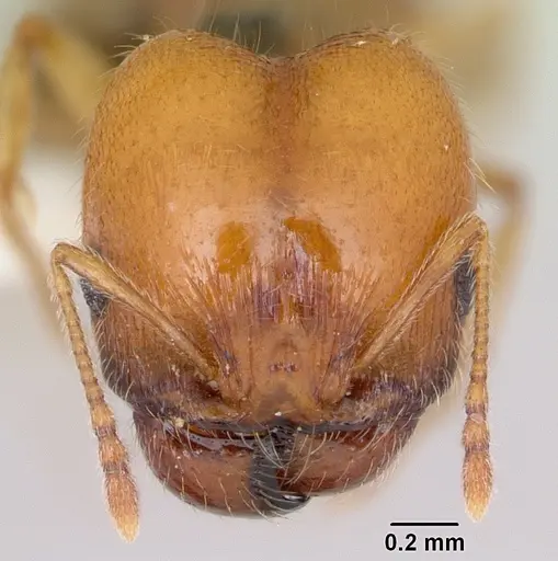Pheidole bajaensis specimen