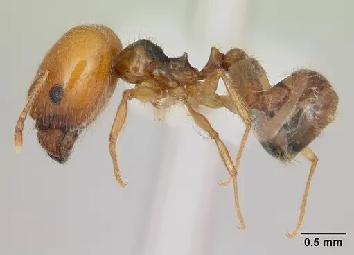 Pheidole bajaensis specimen