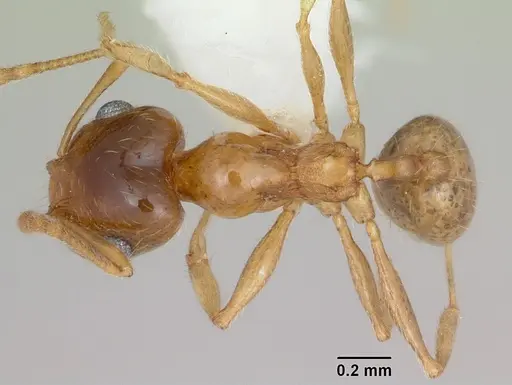 Pheidole bajaensis - CASENT0172965