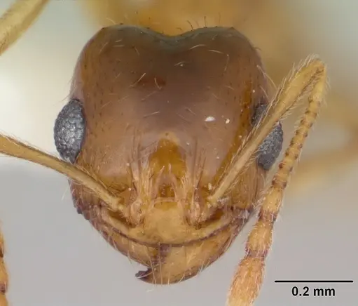 Pheidole bajaensis - CASENT0172965