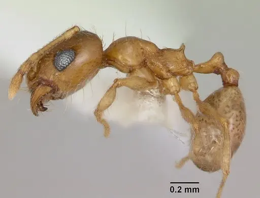 Pheidole bajaensis - CASENT0172965