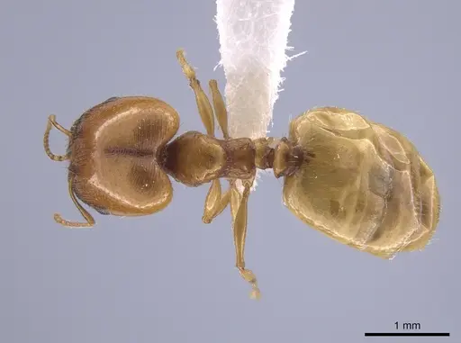 Pheidole bajaensis - CASENT0652088