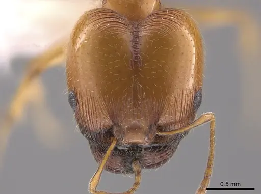 Pheidole bajaensis - CASENT0652088