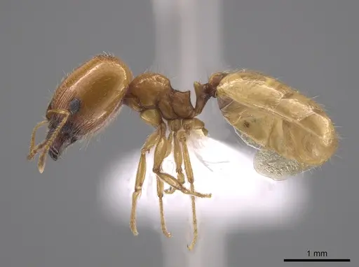 Pheidole bajaensis - CASENT0652088